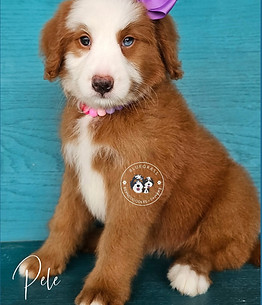 Bluegrass Bernedoodles