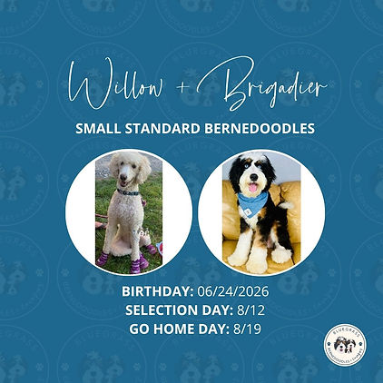 Willow + Brigadier.jpg