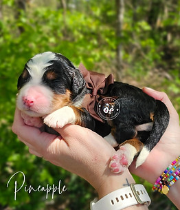 Standard Bernedoodle For Sale