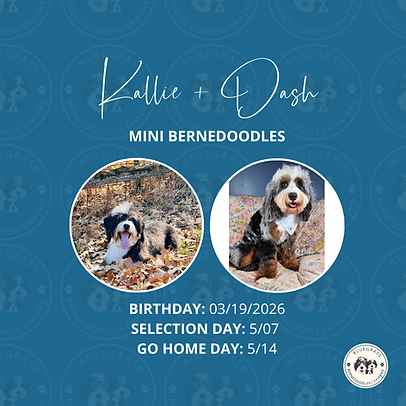 Mini Bernedoodle