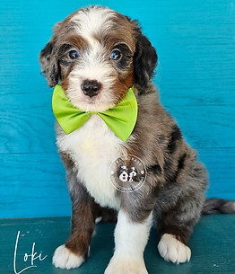 Bluegrass Bernedoodle
