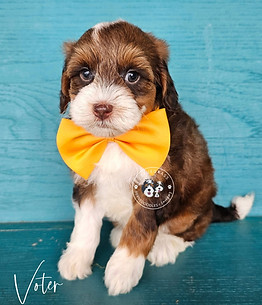 Bluegrass Bernedoodle