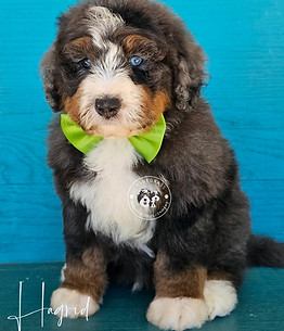 Micro Mini Bernedoodle For Sale