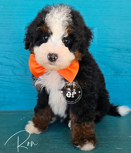Micro Mini Bernedoodle For Sale