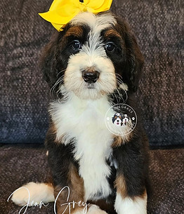 Bluegrass Bernedoodles