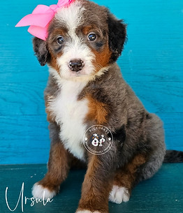 Bluegrass Bernedoodle