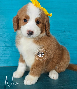 Standard Bernedoodle For Sale