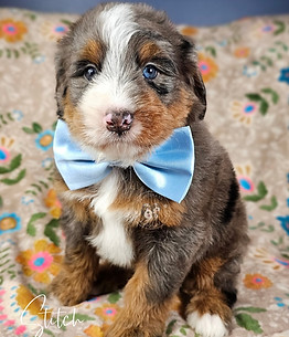 mini bernedoodle
