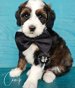 Bluegrass Bernedoodle
