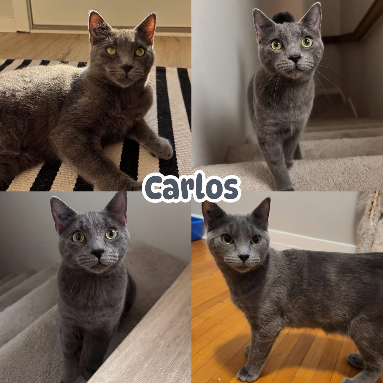 Carlos