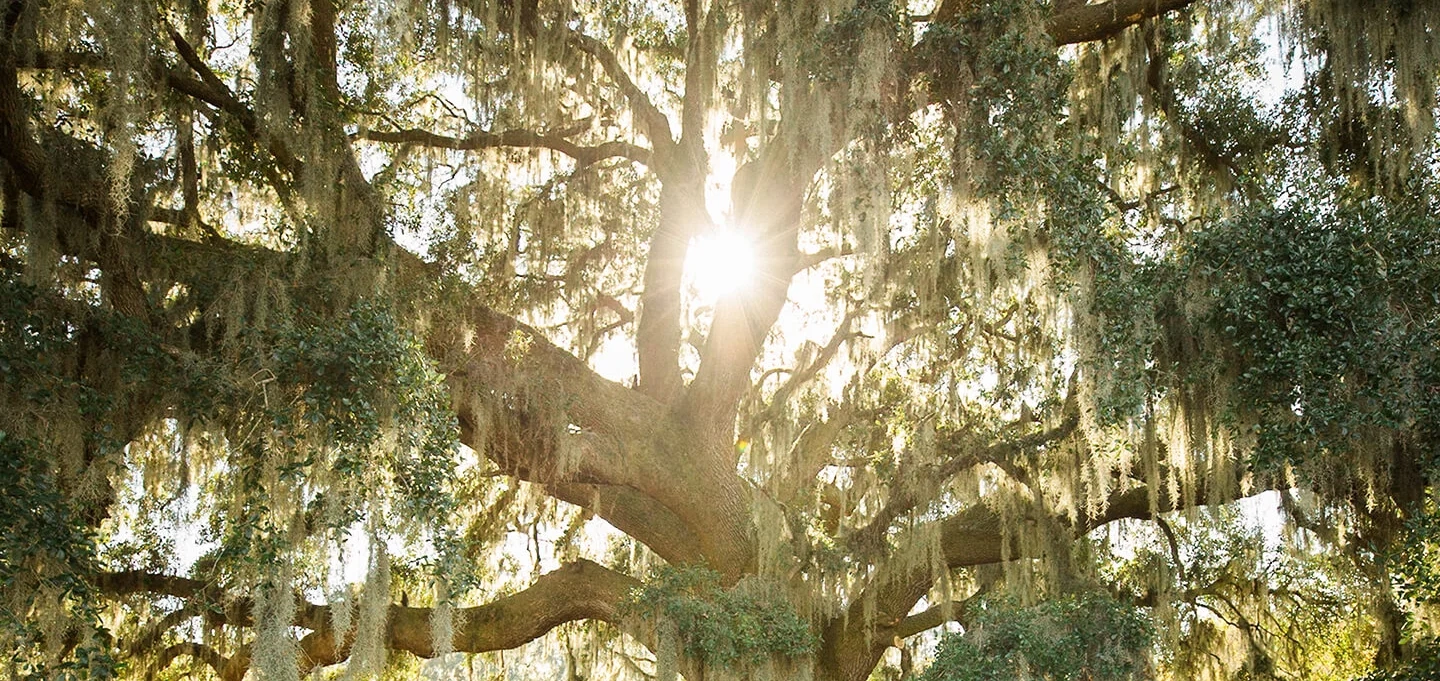 Live Oak - Main