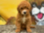 Labradoodle Puppies for Sale