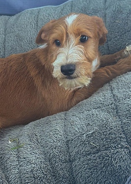 BENJI 956000019403234