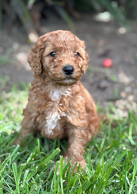 Gracie 956000019458950 F