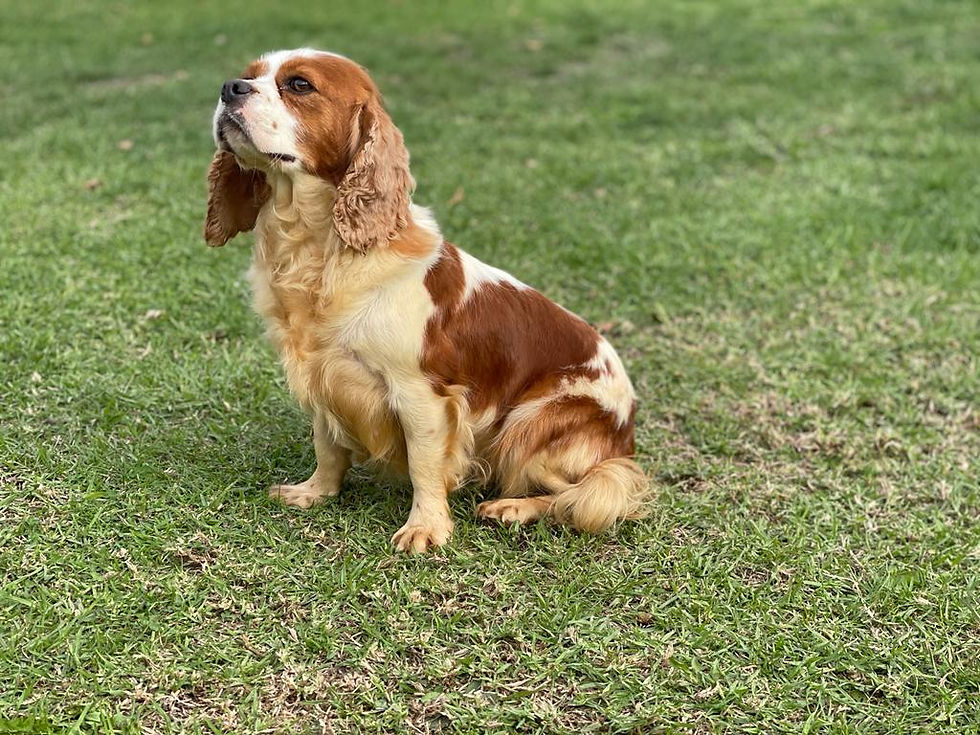 Tilly1