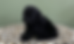 Mini Labradoodle Puppies | Puppies Downunder