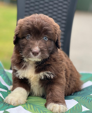 BOWIE 956000019453005 M