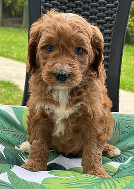 JASPER 956000019404632 M