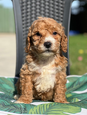 CHARLOTTE 956000019460652