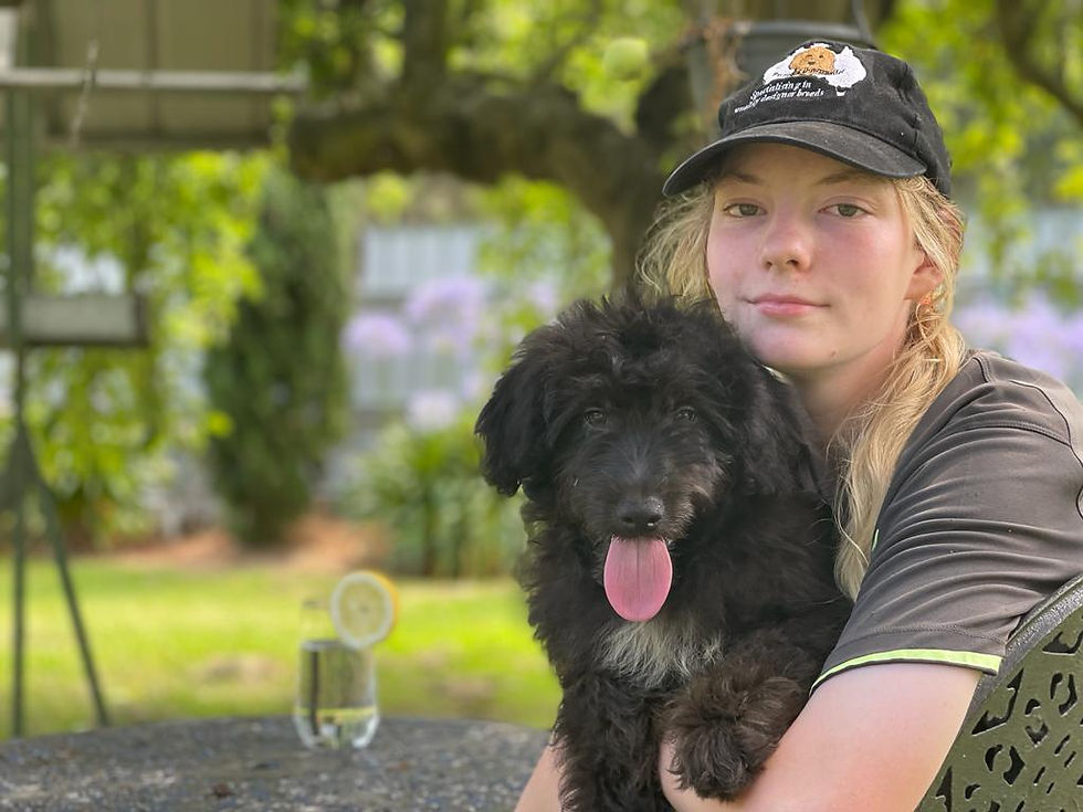Minx and Steve 4629 Male Aussiedoodle
