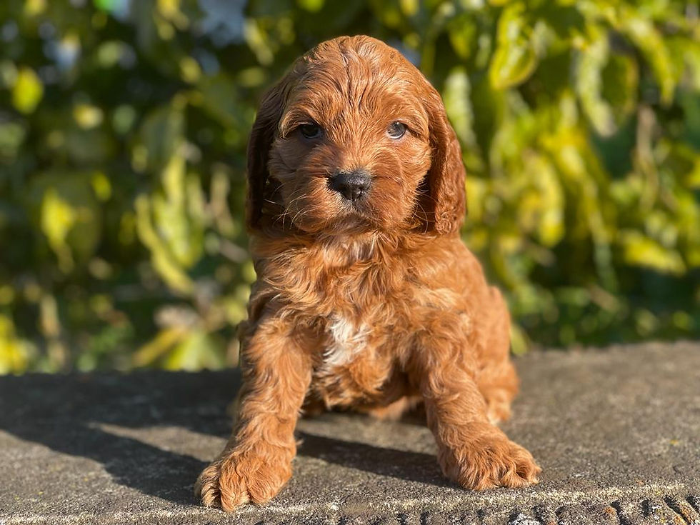 Patty and milo f1b spoodle 9404F