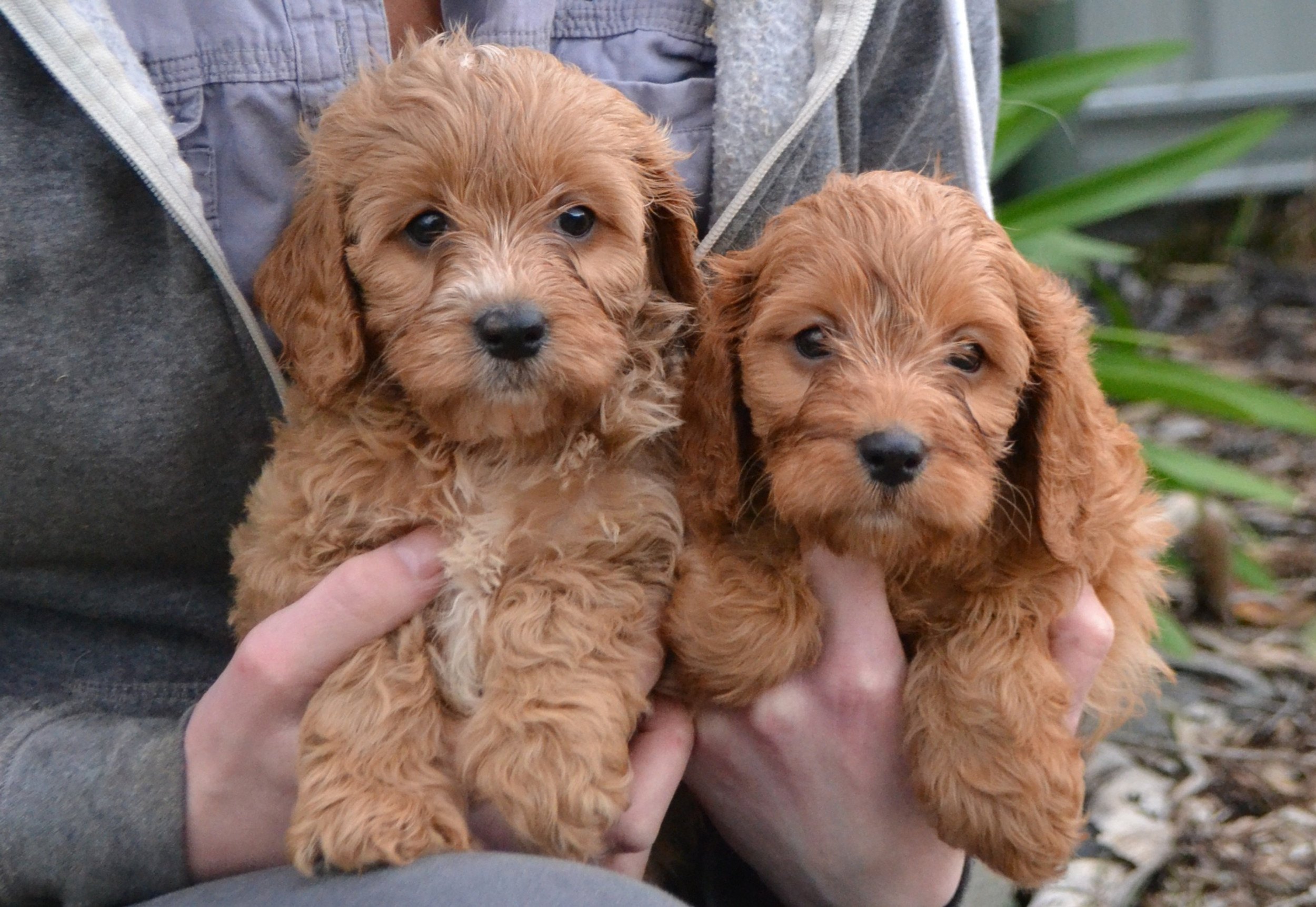 RSPCA Buyers Guide Puppies Downunder