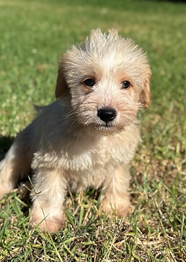 THEO 956000019535163