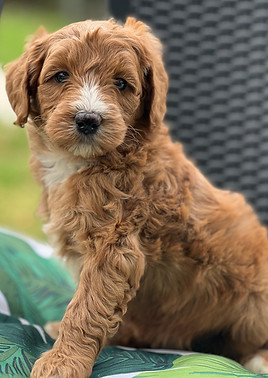 CHLOE 956000019536567 F