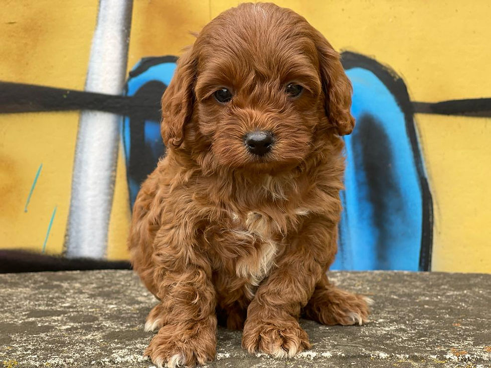 CAVOODLE