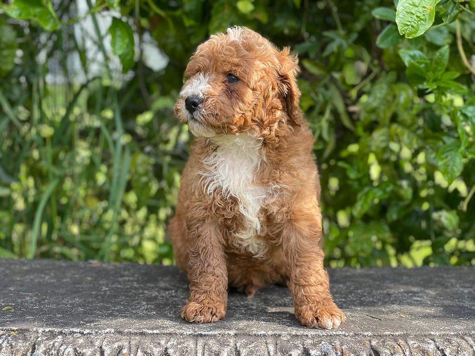 Lilly's Labradoodle Pup 1715M