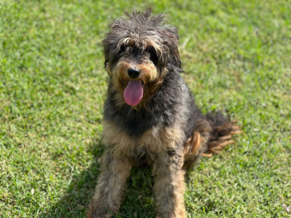 Elma Female Aussiedoodle Dam
