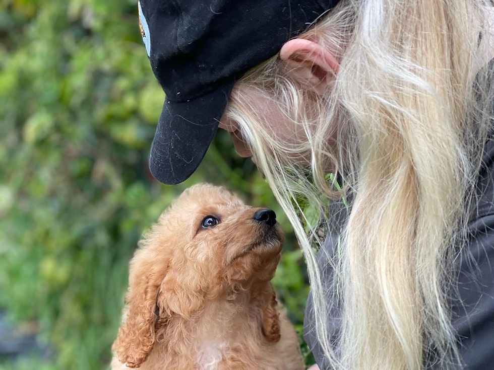 Maddison with Doris's Spoodle puppy Chip 5291F