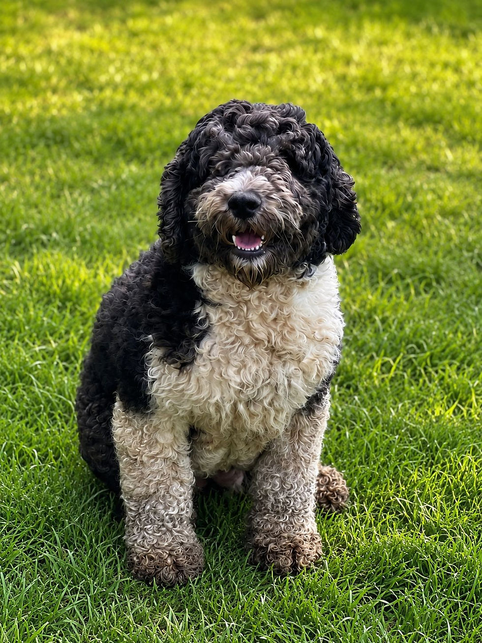 Julie Roberts Sheepadoodle Dam