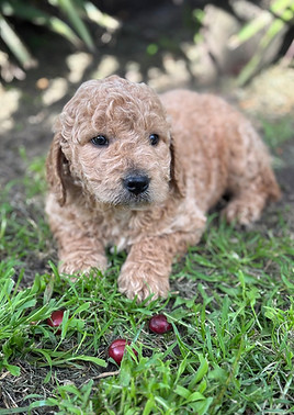 IVY 956000017246949 F