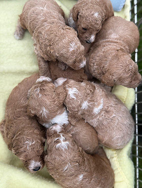F2 Labradoodle Puppies for Sale