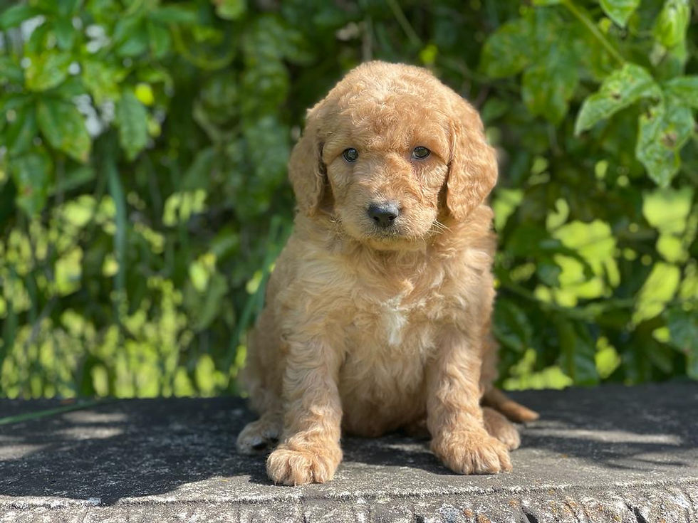 Missy's Aussiedoodle male puppy 2235