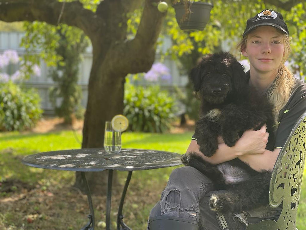 Minx 6800 Female Aussiedoodle