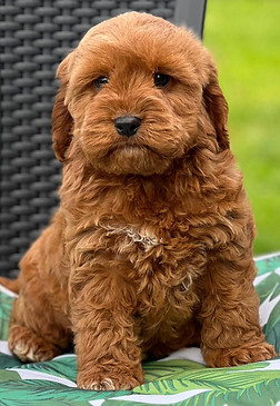 Spoodle Puppies for Sale