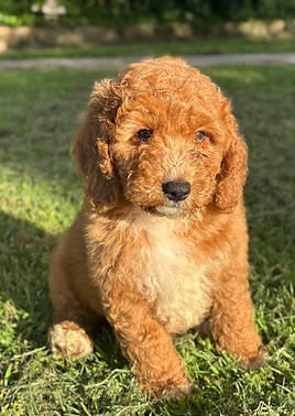 TRISTAN 956000017247255 M