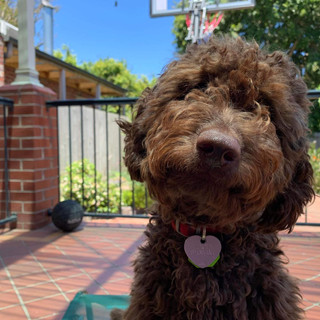 John's 9 month old Labragroodle puppy.jpeg