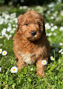 BINDY 956000019460251