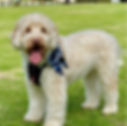 Archie bear