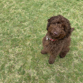John's 9 month old Labragroodle .jpeg