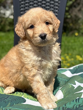 HARRY 956000018925099