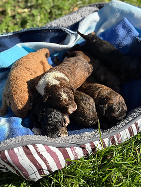 Aussiedoodle Puppies.jpg