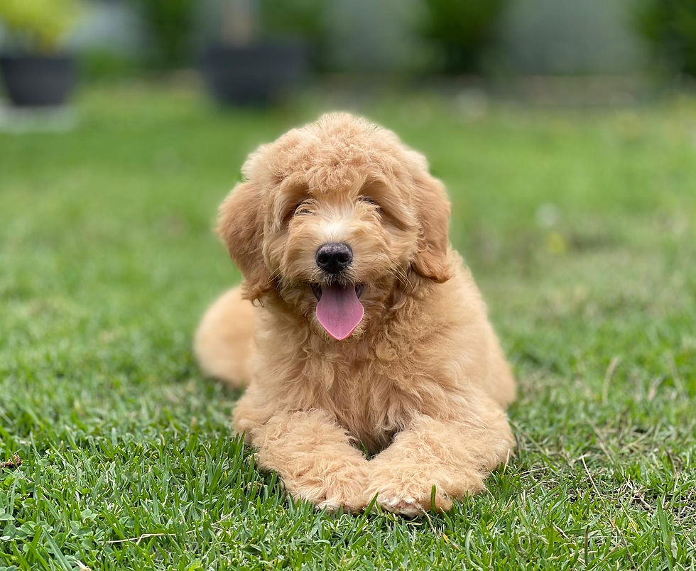 Eye-level view of a Mini Aussiedoodle sitting on a grassy lawn