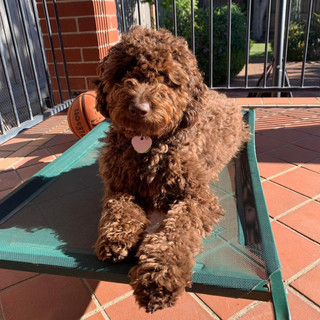 John's 9 month old Labragroodle.jpeg