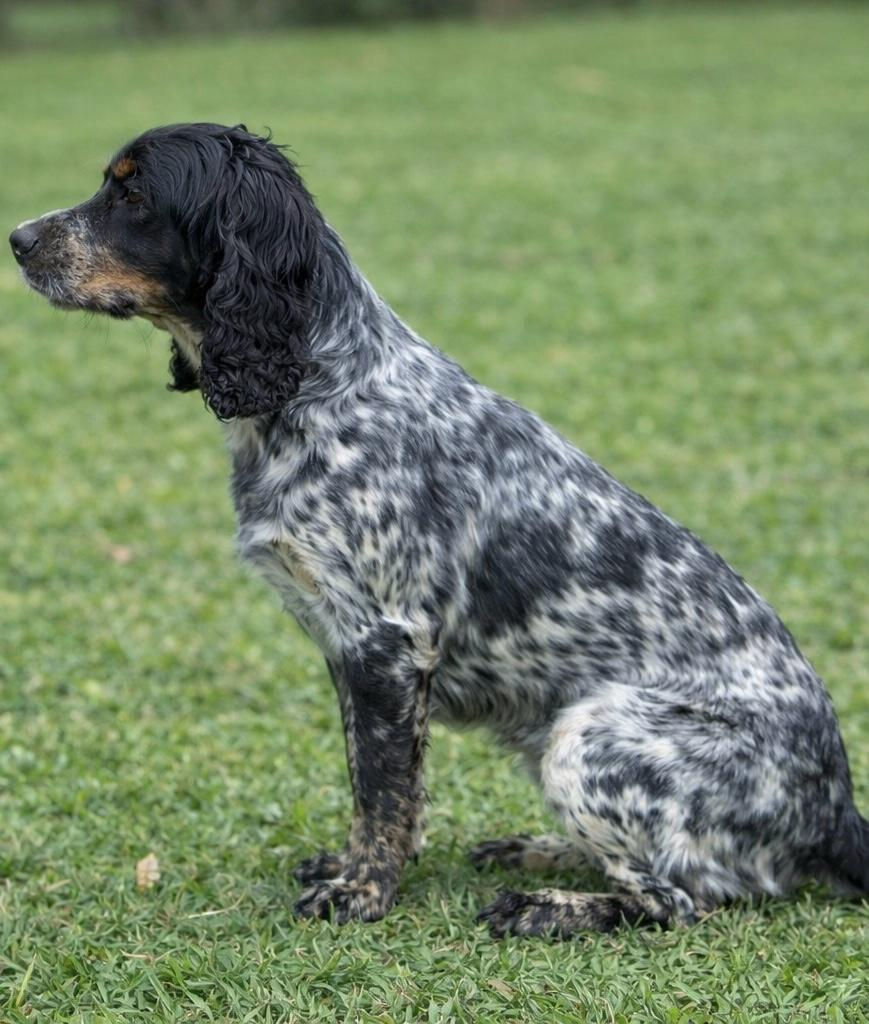 Myla Female Cocker Spaniel.