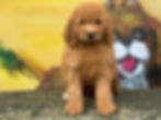 Copy of Velma and Collin F1B Aussiedoodle 956000016662531M