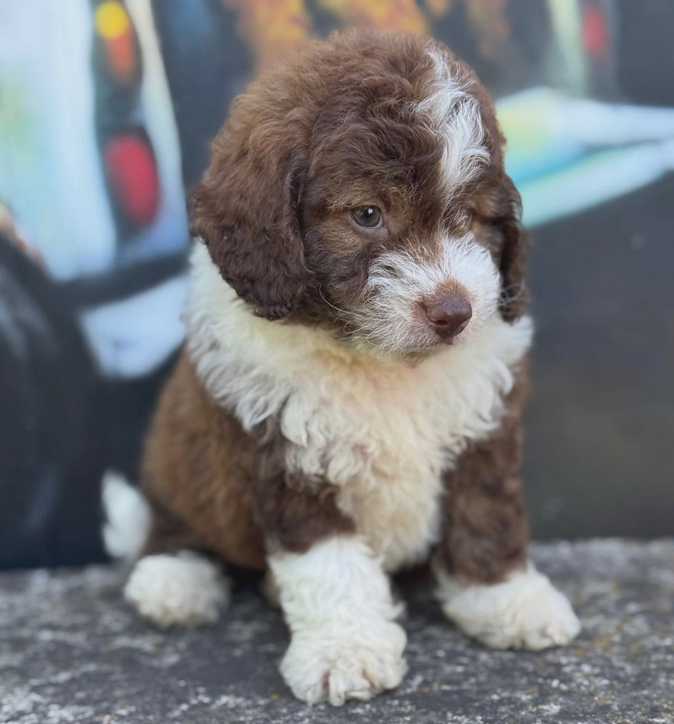 Close-up view of a Mini Aussiedoodle puppy playing with a toy